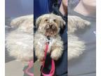 Havanese DOG FOR ADOPTION RGADN-1229496 - Marley - Havanese (long coat) Dog For