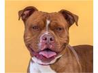 Bullboxer Pit DOG FOR ADOPTION RGADN-1229502 - POPEYE - Boxer / Pit Bull Terrier