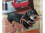 Dachshund DOG FOR ADOPTION RGADN-1229508 - Chase Lane - Dachshund Dog For