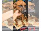 Boxer-German Shepherd Dog Mix DOG FOR ADOPTION RGADN-1229509 - Sully Litter -