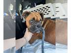 Boxer DOG FOR ADOPTION RGADN-1229510 - Valentina - Boxer Dog For Adoption