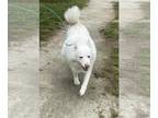 Huskies Mix DOG FOR ADOPTION RGADN-1229547 - Aurora - Husky / Mixed Dog For