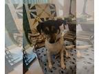 Rat Terrier Mix DOG FOR ADOPTION RGADN-1229550 - Little Ricky - Rat Terrier /