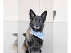 German Shepherd Dog Mix DOG FOR ADOPTION RGADN-1229562 - Salude - German