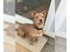 Pembroke Welsh Corgi Mix DOG FOR ADOPTION RGADN-1229565 - Muffin - Corgi / Mixed