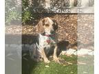 Beagle DOG FOR ADOPTION RGADN-1229566 - Otis V - Beagle Dog For Adoption