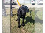 Coonhound-Labrador Retriever Mix DOG FOR ADOPTION RGADN-1229573 - Raider -
