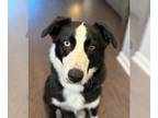 Border Collie Mix DOG FOR ADOPTION RGADN-1229579 - Rocky - Border Collie / Mixed