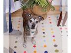 Boston Terrier Mix DOG FOR ADOPTION RGADN-1229584 - Capone - Boston Terrier /