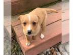 Labrador Retriever Mix DOG FOR ADOPTION RGADN-1229597 - The Osmonds : Marie -
