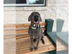 Labmaraner DOG FOR ADOPTION RGADN-1229605 - Duke - Weimaraner / Labrador