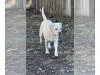 Labrador Retriever Mix DOG FOR ADOPTION RGADN-1229606 - June Bug - Labrador