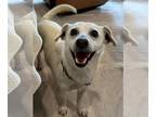 Dachshund Mix DOG FOR ADOPTION RGADN-1229621 - Urgent foster or adopter needed -