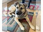 German Shepherd Dog-Huskies Mix DOG FOR ADOPTION RGADN-1229626 - Lilli - Husky /