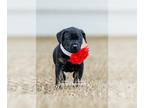 Labrador Retriever-Plott Hound Mix DOG FOR ADOPTION RGADN-1229629 - Emma - Plott