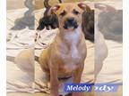 American Staffordshire Terrier-Black Mouth Cur Mix DOG FOR ADOPTION