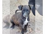 American Staffordshire Terrier-Black Mouth Cur Mix DOG FOR ADOPTION