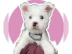 American Eskimo Dog Mix DOG FOR ADOPTION RGADN-1229638 - MARSHMALLOW - American