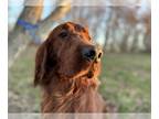 Irish Setter DOG FOR ADOPTION RGADN-1229640 - Clifford Feb 24 - Irish Setter