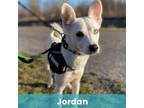 Adopt Jordan a Mixed Breed