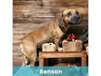Adopt Benson a Mixed Breed