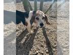 Beagle DOG FOR ADOPTION RGADN-1229658 - Black Velvet - Beagle Dog For Adoption