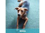 Adopt Nico a Mixed Breed
