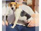 Beagle DOG FOR ADOPTION RGADN-1229662 - Juniper - Beagle Dog For Adoption