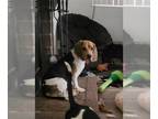 Beagle DOG FOR ADOPTION RGADN-1229666 - Rambler - Beagle Dog For Adoption