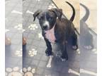 Plott Hound Mix DOG FOR ADOPTION RGADN-1229673 - Joel - Plott Hound / Mixed