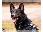 Australian Kelpie-Border Collie Mix DOG FOR ADOPTION RGADN-1229683 - Georgia -
