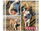 Siberian Husky DOG FOR ADOPTION RGADN-1229684 - Noel - FOSTER NEEDED - Siberian