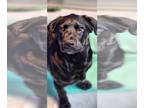Rottweiler Mix DOG FOR ADOPTION RGADN-1229688 - Levi - Shepherd / Rottweiler /