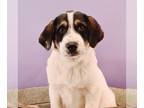 Great Pyrenees-Saint Bernard Mix DOG FOR ADOPTION RGADN-1229716 - Gamer Dogs -