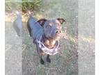Labrador Retriever DOG FOR ADOPTION RGADN-1229740 - Zippy - Labrador Retriever