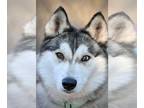 Mix DOG FOR ADOPTION RGADN-1229744 - Ruger - Husky Dog For Adoption