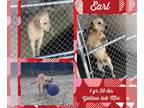 Labrador Retriever Mix DOG FOR ADOPTION RGADN-1229746 - EARL - Labrador