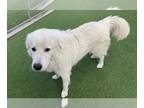 Great Pyrenees Mix DOG FOR ADOPTION RGADN-1229752 - LEGO - Great Pyrenees /