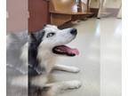 Mix DOG FOR ADOPTION RGADN-1229768 - Jaycee - Husky Dog For Adoption