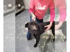 Great Dane-Labrador Retriever Mix DOG FOR ADOPTION RGADN-1229769 - Tom -