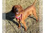 Redbone Coonhound DOG FOR ADOPTION RGADN-1229774 - Sugar Bear (prison program) -