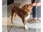 American Pit Bull Terrier-Beagle Mix DOG FOR ADOPTION RGADN-1229776 - Winston -