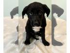 Sheprador DOG FOR ADOPTION RGADN-1229783 - Felicity (NY-Kara) - Labrador