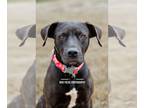 American Pit Bull Terrier-Retriever Mix DOG FOR ADOPTION RGADN-1229798 - Mama -