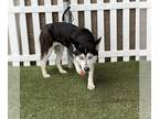 Siberian Husky DOG FOR ADOPTION RGADN-1229806 - *WHISPER - Siberian Husky