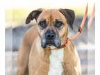 Boxer DOG FOR ADOPTION RGADN-1229809 - *MIKEY - Boxer (medium coat) Dog For