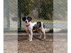 Basset Hound Mix DOG FOR ADOPTION RGADN-1229815 - ISABEL - Basset Hound / Mixed