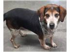 Beagle DOG FOR ADOPTION RGADN-1229818 - #3701 Gus - Beagle (short coat) Dog For