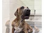 Mastiff Mix DOG FOR ADOPTION RGADN-1229819 - RUFIO - Mastiff / Mixed (medium