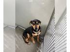 Labrottie DOG FOR ADOPTION RGADN-1229836 - WILLIE - Rottweiler / Labrador